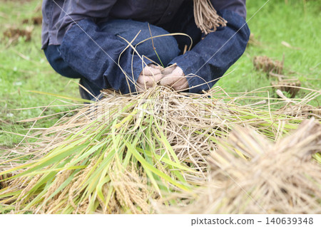 Bundling harvested rice Bundling harvested rice 140639348