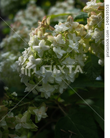 Close-up of a white oakleaf hydrangea Close-up of a white oakleaf hydrangea 140639558