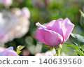 Rose flowers seen in the rose garden 140639560