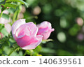 Rose flowers seen in the rose garden 140639561