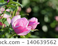 Rose flowers seen in the rose garden 140639562