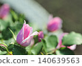 Rose flowers seen in the rose garden 140639563