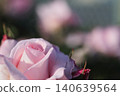 Rose flowers seen in the rose garden 140639564