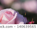 Rose flowers seen in the rose garden 140639565