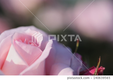 在玫瑰園看到的玫瑰花 在玫瑰園看到的玫瑰花 140639565
