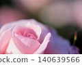 Rose flowers seen in the rose garden 140639566