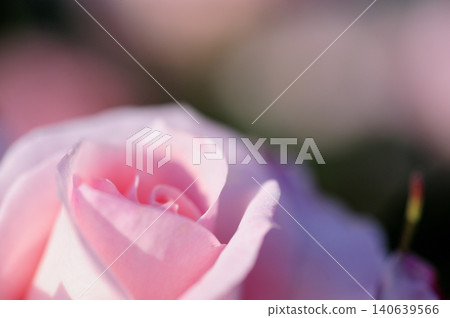 Rose flowers seen in the rose garden Rose flowers seen in the rose garden 140639566