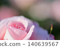Rose flowers seen in the rose garden 140639567