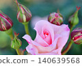 Rose flowers seen in the rose garden 140639568