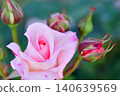 Rose flowers seen in the rose garden 140639569