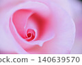 Rose flowers seen in the rose garden 140639570