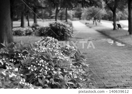 Hydrangea's hydrangea Hydrangea's hydrangea 140639612