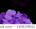 繡球花與雨濕 140639642