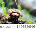 在森林裡生長的蘑菇 140639646