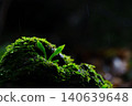 濕透的苔蘚 140639648