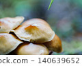 在森林裡生長的蘑菇 140639652