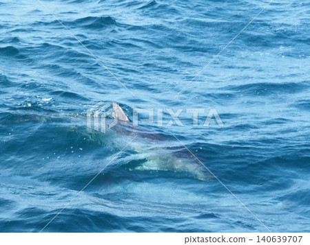 野生海豚 野生海豚 140639707