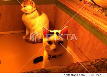 A cat stares at me, frozen in place inside a sunken kotatsu for the first time. A cat stares at me, frozen in place inside a sunken kotatsu for the first time. 140639719