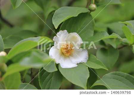 Pretty summer camellia (Japanese stewartia) flowers and buds Pretty summer camellia (Japanese stewartia) flowers and buds 140639798