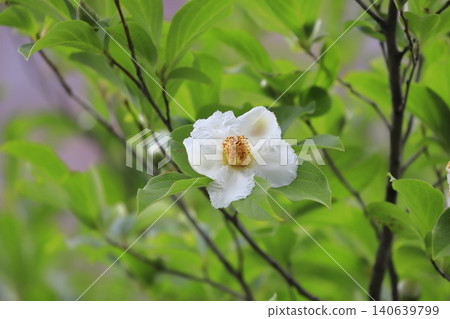 Pretty summer camellia (Japanese stewartia) flowers and buds Pretty summer camellia (Japanese stewartia) flowers and buds 140639799