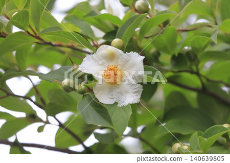 Pretty summer camellia (Japanese stewartia) flowers and buds Pretty summer camellia (Japanese stewartia) flowers and buds 140639805