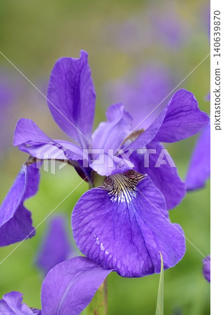 Vibrant purple iris flowers Vibrant purple iris flowers 140639870