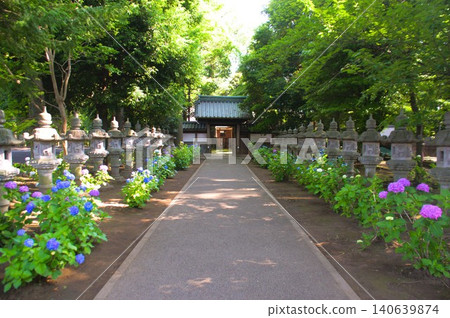 Hinanouchi hydrangea at Myokoji Temple Hinanouchi hydrangea at Myokoji Temple 140639874