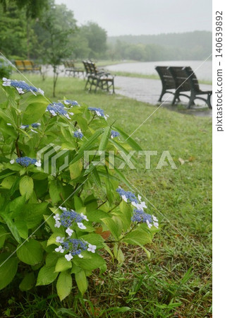 繡球花的繡球花 繡球花的繡球花 140639892
