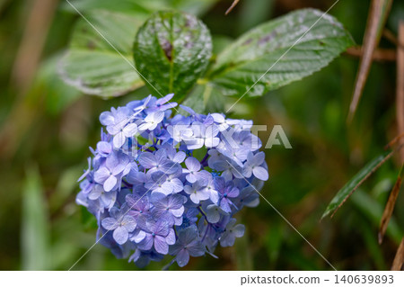 繡球花在雨中濕潤 140639893