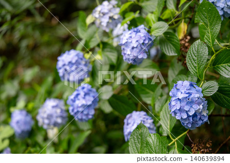 藍色繡球花 藍色繡球花 140639894