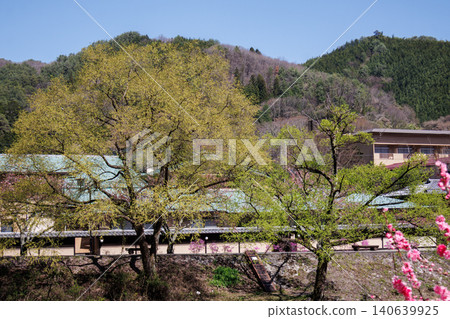 長野縣阿知村晝神溫泉地區盛開的桃花美景。 長野縣阿知村晝神溫泉地區盛開的桃花美景。 140639925