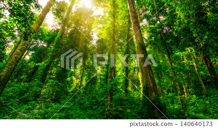 Tall green trees in a tropical forest with sunlight shining through the canopy. Natural carbon capture, biodiversity, sustainability and rich ecosystem. Climate resilience, natural carbon storage. Tall green trees in a tropical forest with sunlight shining through the canopy. Natural carbon capture, biodiversity, sustainability and rich ecosystem. Climate resilience, natural carbon storage. 140640173