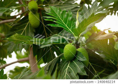 Breadfruit on breadfruit tree with green leaves in the garden. Tropical tree with thick leaves are deeply cut. Flowering tree. Staple food. Plant give phytochemicals use for insect repellent. 140640214
