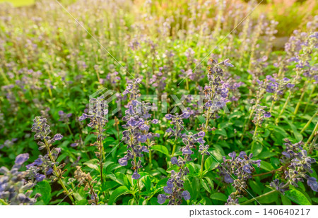 Purple flower field in the garden with morning sunlight in spring. Small purple flower with green leaves in garden. Flower field in park. Ornamental plant. Beauty in nature. Good weather. Sunshine. Purple flower field in the garden with morning sunlight in spring. Small purple flower with green leaves in garden. Flower field in park. Ornamental plant. Beauty in nature. Good weather. Sunshine. 140640217