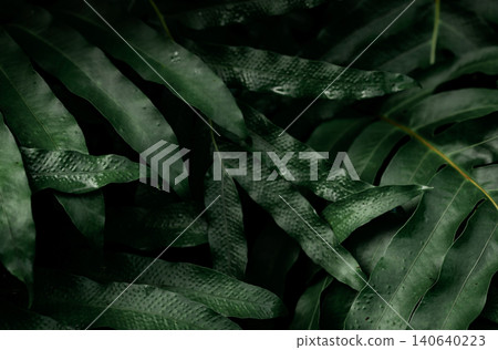 Dark green leaves with water drops in the garden. Green leaf texture. Nature abstract background. Tropical forest. Above view of dark green leaves with natural pattern at night. Tropical plant. 140640223