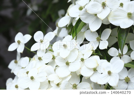Tokiwa Yamaboushi in full bloom Tokiwa Yamaboushi in full bloom 140640270