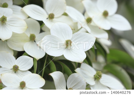 Tokiwa Yamaboushi in full bloom 140640276