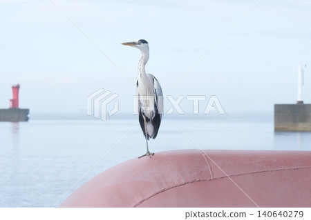 A gray heron stands tall in the center position, standing on one leg and facing sideways. A gray heron stands tall in the center position, standing on one leg and facing sideways. 140640279