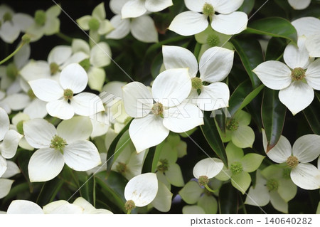Tokiwa Yamaboushi in full bloom Tokiwa Yamaboushi in full bloom 140640282