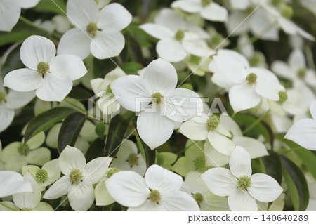 Tokiwa Yamaboushi in full bloom Tokiwa Yamaboushi in full bloom 140640289