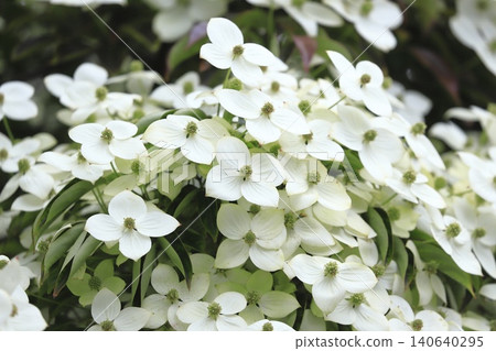Tokiwa Yamaboushi in full bloom Tokiwa Yamaboushi in full bloom 140640295