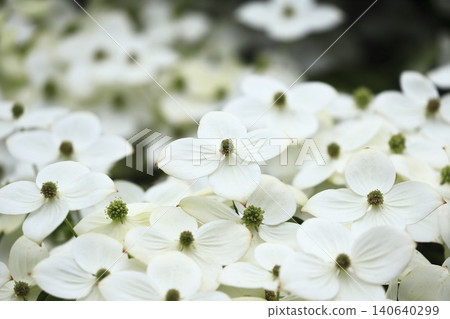 Tokiwa Yamaboushi in full bloom Tokiwa Yamaboushi in full bloom 140640299