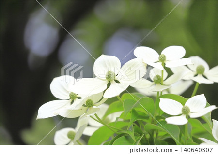 Tokiwa Yamaboushi in full bloom Tokiwa Yamaboushi in full bloom 140640307