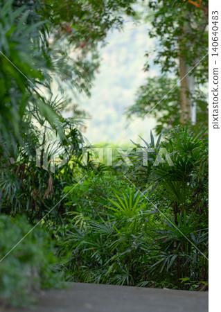 Lush tropical forest vegetation with dense green foliage, peaceful rainforest environment surrounded by natural biodiversity, ideal for wellness, conservation, sustainability and ecotourism concept. Lush tropical forest vegetation with dense green foliage, peaceful rainforest environment surrounded by natural biodiversity, ideal for wellness, conservation, sustainability and ecotourism concept. 140640483