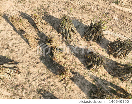 Drone top view of harvested cassava bundles drying on agricultural field during dry season, tropical farming and rural agriculture. Root crop production, sustainable cultivation and farmland texture. Drone top view of harvested cassava bundles drying on agricultural field during dry season, tropical farming and rural agriculture. Root crop production, sustainable cultivation and farmland texture. 140640500