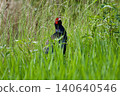 Pheasant pheasant / Japan 140640546