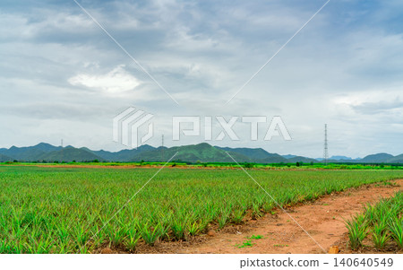 Pineapple plantation. Landscape pineapple farm and mountain. Plant cultivation. Growing pineapple in organic farm. Agriculture industry. Green pineapple tree in field and white sky and clouds. Farming Pineapple plantation. Landscape pineapple farm and mountain. Plant cultivation. Growing pineapple in organic farm. Agriculture industry. Green pineapple tree in field and white sky and clouds. Farming 140640549