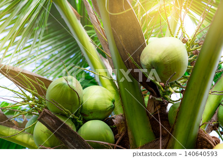Bunch of coconut on coconut tree. Tropical fruit. Palm tree with green leaves and fruit. Coconut tree in Thailand. Coconut plantation. Agriculture farm. Organic drink for summer. Exotic plant. Bunch of coconut on coconut tree. Tropical fruit. Palm tree with green leaves and fruit. Coconut tree in Thailand. Coconut plantation. Agriculture farm. Organic drink for summer. Exotic plant. 140640593