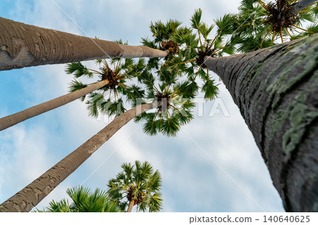 Bottom up view of palm tree with blue sky in summer. Summer vibes. Palm tree with green leaves at tropical beach. Island environment in summer. Summer travel background. Tropical tree at resort. Bottom up view of palm tree with blue sky in summer. Summer vibes. Palm tree with green leaves at tropical beach. Island environment in summer. Summer travel background. Tropical tree at resort. 140640625