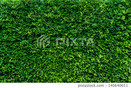 Small green leaves in hedge wall texture background. Closeup green hedge plant in garden. Eco evergreen hedge wall. Natural backdrop. Beauty in nature. Green leaves with natural pattern wallpaper. 140640651